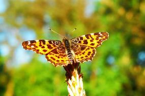 Close-up of the colorful and beautiful, patterned butterfly on the plant, at colorful blurred background