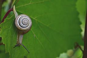 Colorful swirl shell on the green leaf of the plant