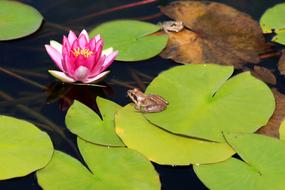 a frog on a green leaf looks at a pink lotus