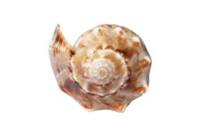 side view of spiral Sea Shell