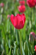 natural pink tulips