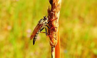 insect on dry plant close-up on blurred background