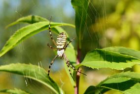 Paskowany Arachnid Insect