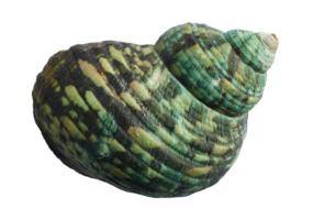 Shells Sea green