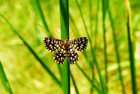 insect Invertebrates