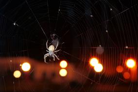 Close-up of the spider, on the cobweb, at background with the colorful bokeh lights, among the darkness