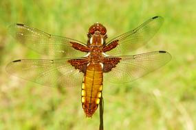 photo of a yellow dragonfly on a background of green grass