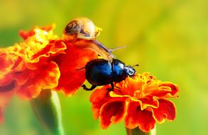 Beetles Insect and red flowers