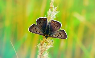 butterfly on the spike grass