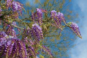 tree with purple flowering inflorescences on a sunny day