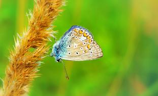 Polyommatus butterfly on yellow grass close up