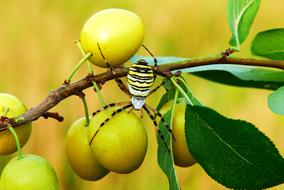 yellow Paskowany Arachnid Insect