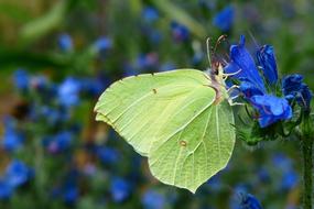 green butterfly on blue flower in the garden