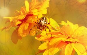spider and yellow flowers at summer