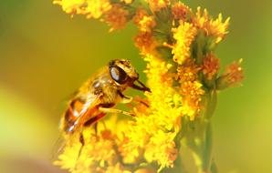 yellow Apostate Resistant Insect