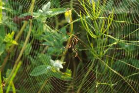 Spider Green