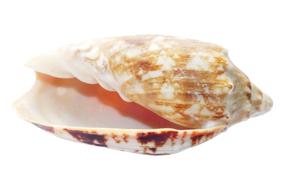 Shells Ocean