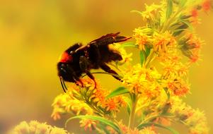 closeup view of Bumblebee Gas Insect