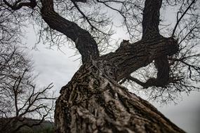 curved bare tree at sky, low angle view