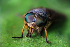 delightful Insect Wildlife