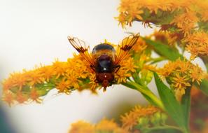 Close-up of the insect on the beautiful, orange and yellow flowers with green leaves