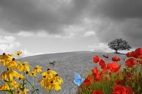 Beautiful and colorful flowers, near the black and white hill, under the cloudy sky
