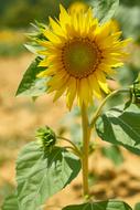 beautiful Sunflower Yellow