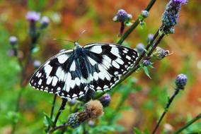 spotted black and white Butterfly on meadow