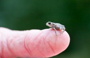 tiny frog on finger