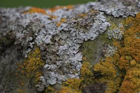 Lichen, Moss yellow close-up