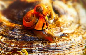 Huntsman Molluscs Mushroom