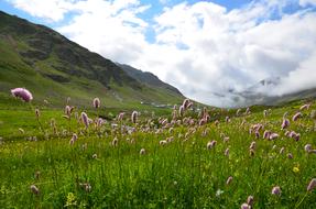 Colorful and beautiful landscape of the mountains with flowers, at blue sky with white clouds on background, in the Eastern Black Sea in Turkey