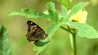 Butterfly Leaves