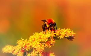 Bumblebee Ore Insect