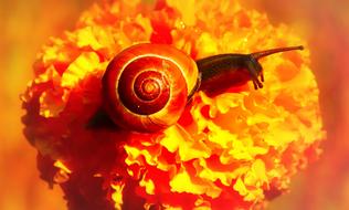 orange snail on an orange bud
