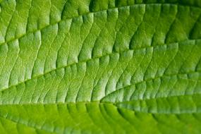 green leaf in macro