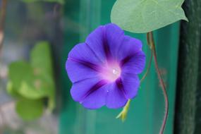 blue flower of climbing plant