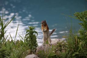 Beautiful, cute and colorful squirrel on the shore with the colorful plants and rocks, near the turquoise water