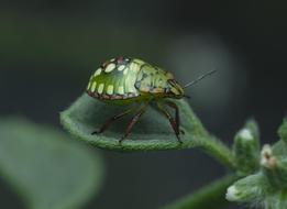 green beetle on tiny leaf