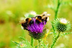 two fluffy bumblebees on a blooming thistle