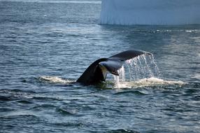 delightful Whale Tail