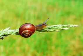 brown small Snail on Spike of Grass