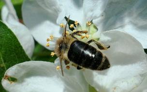 old honey bee on white flower, macro