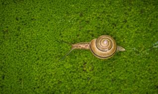 brown Snail crawls on green Moss