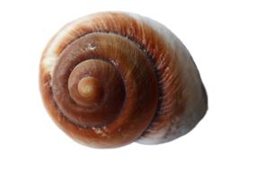 brown-white seashell on a white background