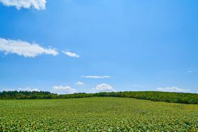 green plant in the field in agriculture