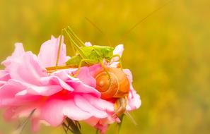 Grasshopper Green Insect and pink flower