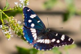 blue Butterfly Insect