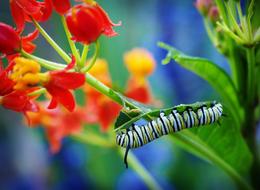 striped caterpillar in the garden among the flowers