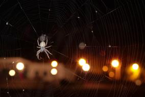 Close-up of the spider, on the cobweb, at blurred background with the buildings and lights, at the night